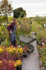 Woman gardener with a wheelbarrow in the garden,