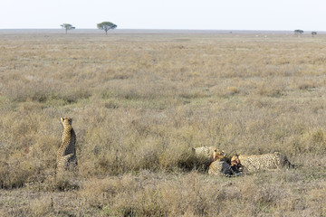 Female Cheetah (Acinonyx jubatus) surveying the plain for danger while her three cubs feed on a gazelle, Serengeti national park, Tanzania.