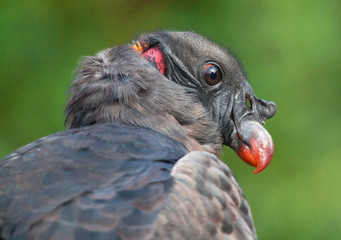 Tête de condor des Andes - Vultur gryphus - en gros plan