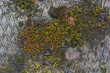 Moss on metal background