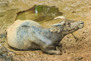 Obraz premium Buffalo, Thailand