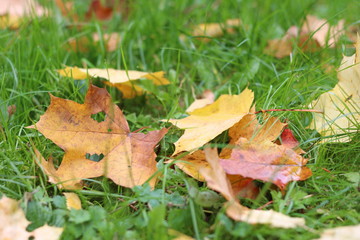 Autumn leaves on green grass