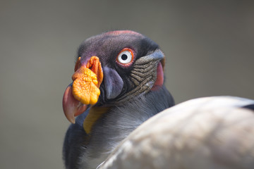 Portrait of a king vulture Sarcoramphus papa or Zopilote Rey