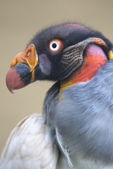 Portrait of a king vulture Sarcoramphus papa or Zopilote Rey