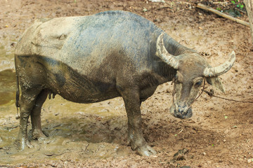 Buffalo, Thailand