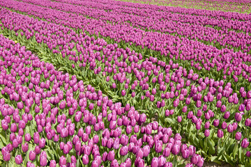Fototapeta premium View on a red tulip field with lines, North Holland, The Netherlands.