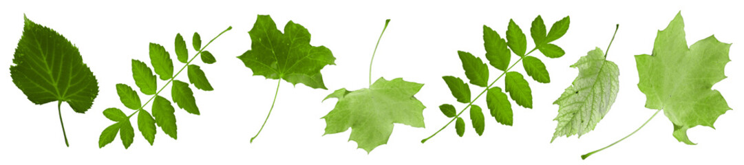 fallende blätter, goldener herbst