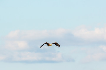 Fototapeta na wymiar White-Tailed eagle flying in the sky