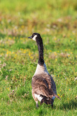 Canada goose on a grass meadow