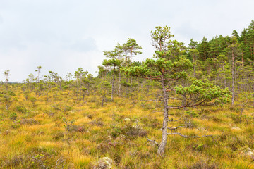Pine forest in a bog