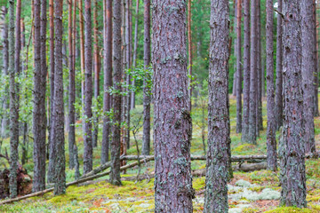 Naklejka premium Pine tree trunks in the forest