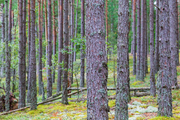 Pine tree trunks in  the forest