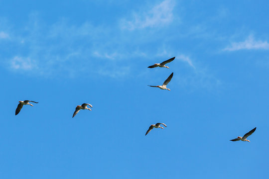 Greylag goose flock flying in the sky