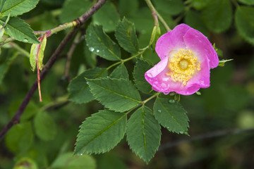 Rose hips flower