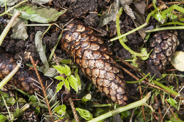 Wet fir-cones