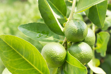 Lime green tree hanging from the branches of it.