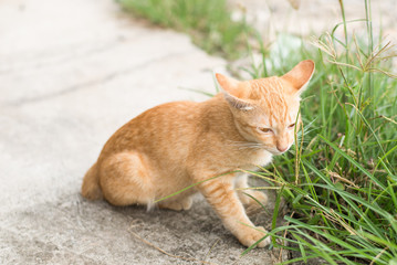 Fototapeta premium Thai domestic cat