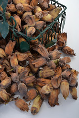 Noisettes bio fra&icirc;chement cueillies dans leur coque