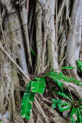 The roots of the banyan tree