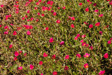 Ipomoea on the beach