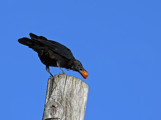 Crow on  Piling with Food in beak