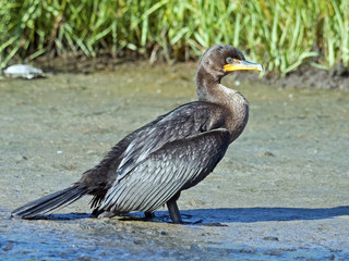 Double-crested Cormorant out of the water