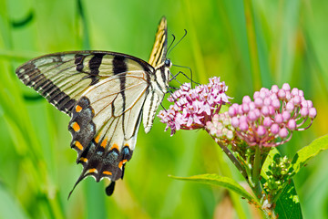 Tiger Swallowtail Butterfly feeding on some flowers