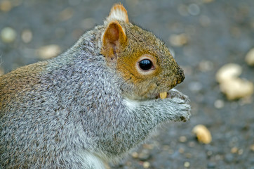 Eastern Gray Squirrel Eating nuts