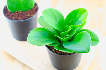 Close up of green plant at black flower pot