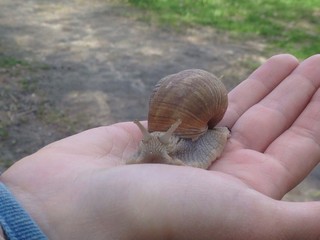 Snail in the hand