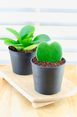 Small green heart plant at black flower pot
