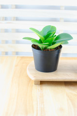 Small green plant at black flowerpot on wooden table
