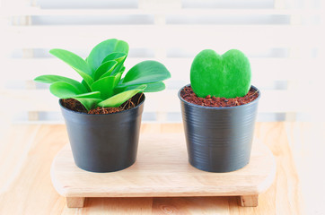 Small green heart cactus and small plant at black flower pot