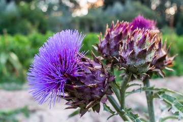 Cynara cardunculus flowers in an orchard