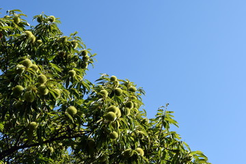 Tree of ripe chestnuts