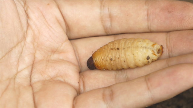 Caterpillar of red palm weevil in human hand