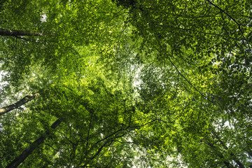 Fototapeta na wymiar Summer forest treetops