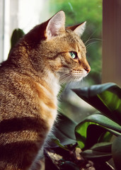 Close-up portrait of a beautiful domestic cat