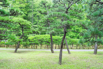Pine of the Jindai botanical garden