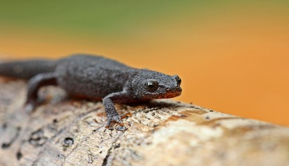 Weiblicher Bergmolch (Ichthyosaura alpestris) in Landtracht
