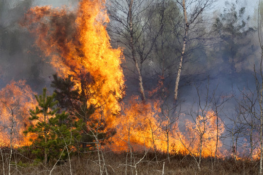 Forest fire