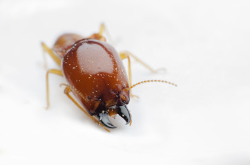 termite