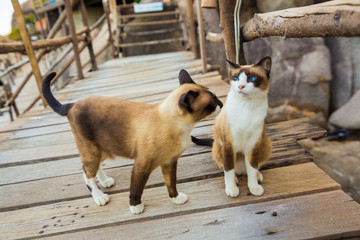 Brown white Thai cat, seated on the wooden