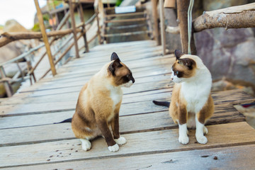Brown white Thai cat, seated on the wooden
