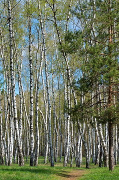 Spruce in a birch forest