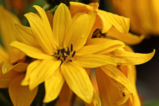 Stauden-Sonnenblume (Helianthus spec.) mit wassertropfen