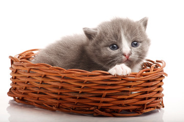 Fototapeta na wymiar Little gray kitten