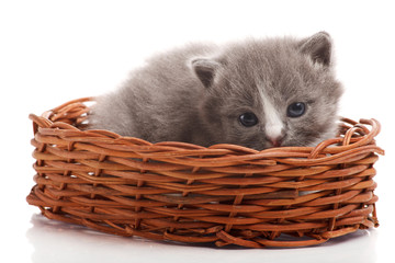 Fototapeta na wymiar Little gray kitten