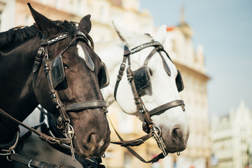 Obraz premium Two Horses Are Harnessed To Cart For Driving Tourists In Prague 