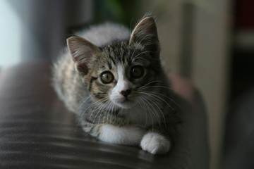 Bigotes